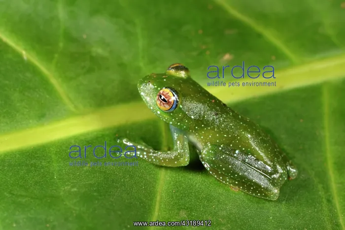 : Leopard tree frog (Boophis sibilans), Andasibe : Leopard tree frog (Boophis sibilans), Andasibe