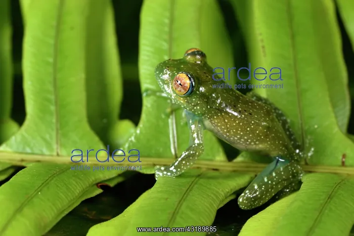 : Leopard tree frog (Boophis sibilans), Andasibe : Leopard tree frog (Boophis sibilans), Andasibe
