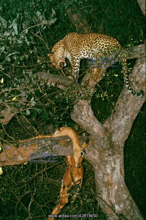 : Leopard - in tree with Impala kill - stored high : Leopard - in tree with Impala kill - stored high