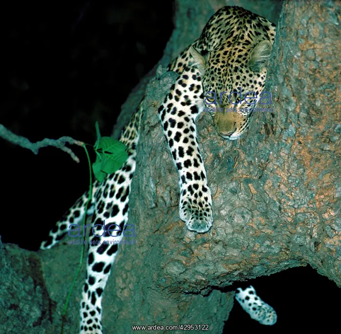 : Leopard in tree at night : Leopard in tree at night