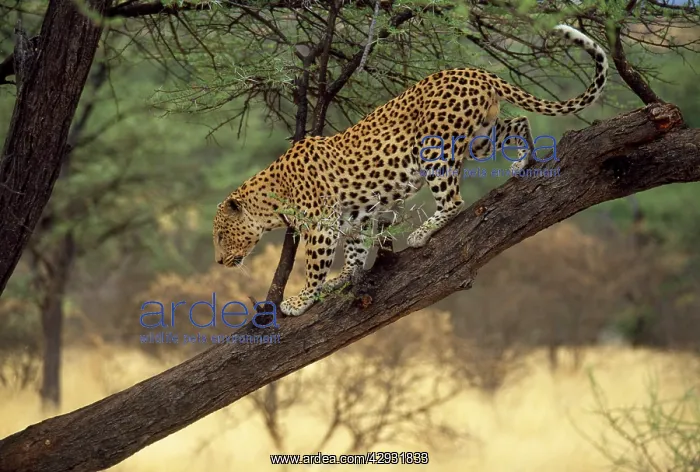 : LEOPARD - side view, on branch in tree : LEOPARD - side view, on branch in tree
