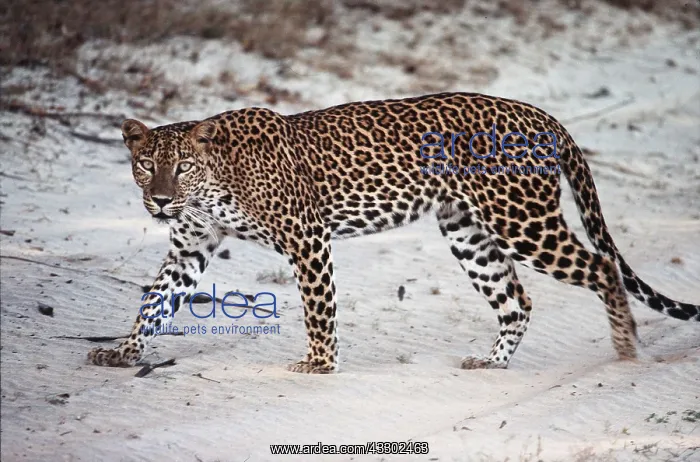 : LEOPARD - walking : LEOPARD - walking