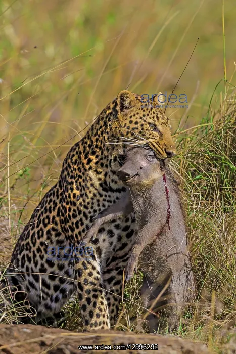 : Leopard with Warthog kill : Leopard with Warthog kill