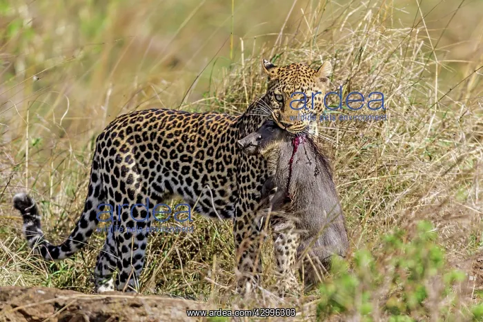 : Leopard with Warthog kill : Leopard with Warthog kill