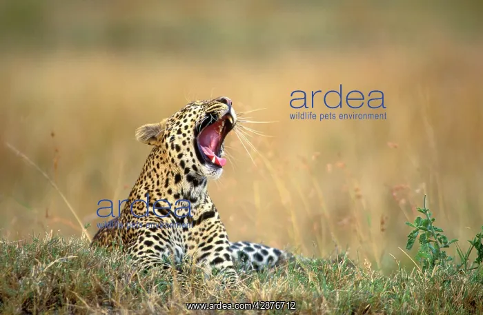 : Leopard - yawning : Leopard - yawning