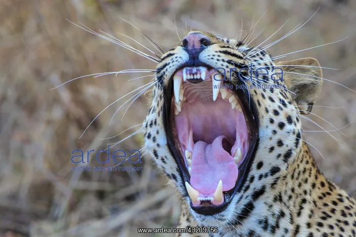 : Leopard, yawning, South Luangwa National Park, Zambia : Leopard, yawning, South Luangwa National Park, Zambia
