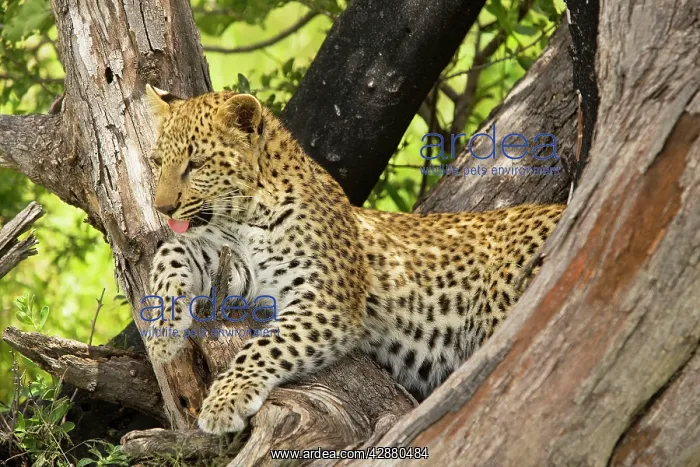: Leopard - young, 4 months old in tree : Leopard - young, 4 months old in tree