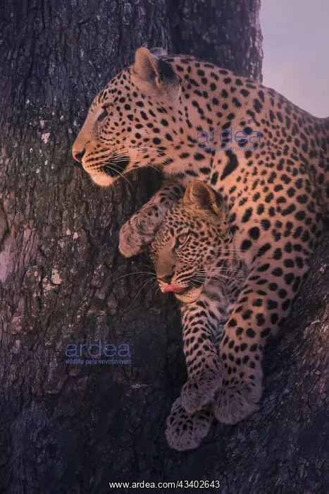 : Leopard, with young, 6 months, old, Panthera pardus : Leopard, with young, 6 months, old, Panthera pardus