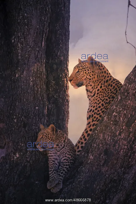 : Leopard, with young, 6 months, old, Panthera pardus : Leopard, with young, 6 months, old, Panthera pardus