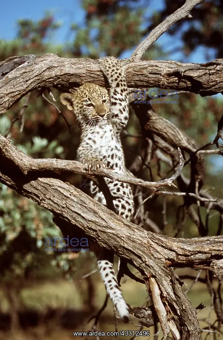 : LEOPARD - young climbs in tree : LEOPARD - young climbs in tree