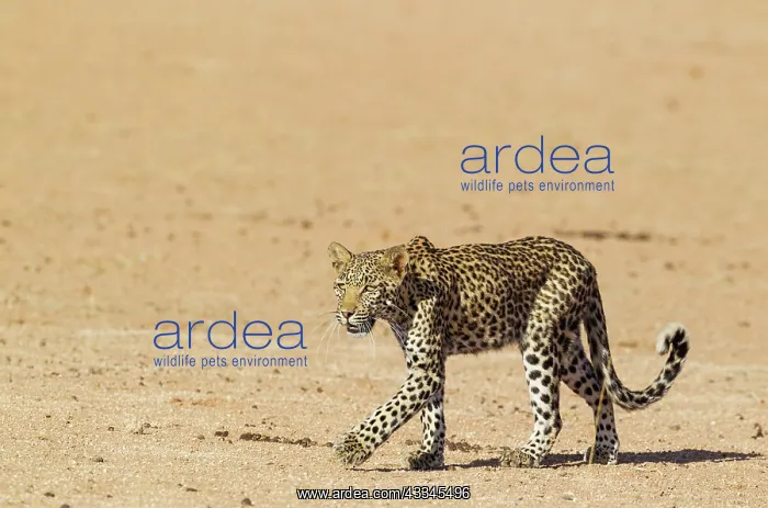 : Leopard. Young female. Walking. Kalahari Desert : Leopard. Young female. Walking. Kalahari Desert