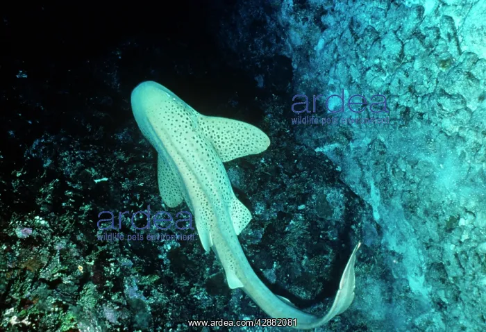  : Leopard  /  Zebra Shark