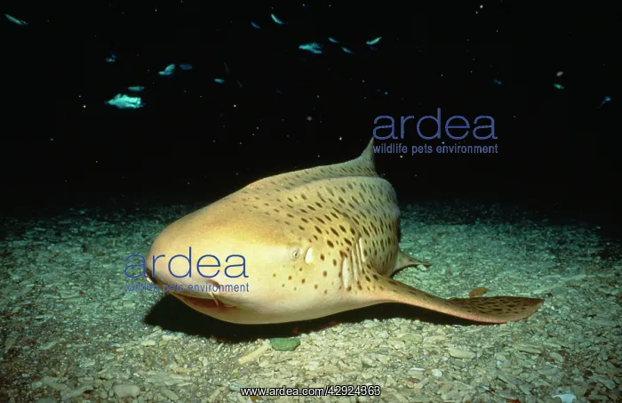 : Leopard / Zebra Shark : Leopard / Zebra Shark