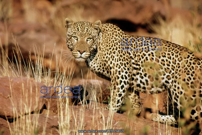  : Leopards (Panthera pardus). Namibia