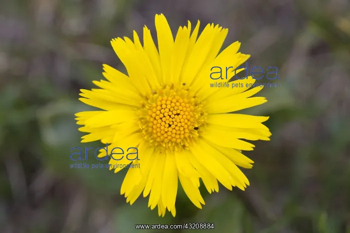 : Leopards-bane - flowering - Hohe Tauern National : Leopards-bane - flowering - Hohe Tauern National