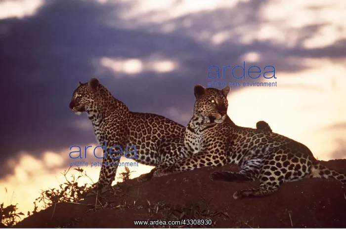 : LEOPARDS - x two, at night, eyes shining