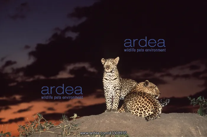  : LEOPARDS - x two, at night, eyes shining