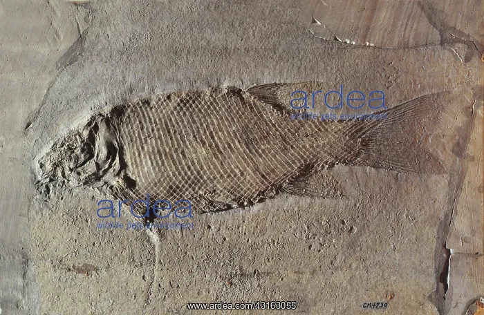 : Lepidotus ovatus fossil : Lepidotus ovatus fossil