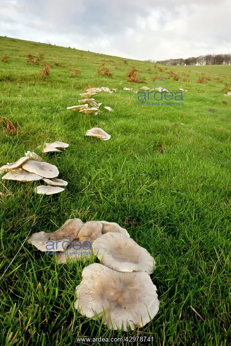 : Lepista panaeola Fungi - (formerly Lepista luscina) : Lepista panaeola Fungi - (formerly Lepista luscina)