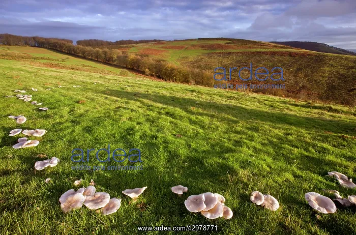 : Lepista panaeola Fungi - (formerly Lepista luscina) : Lepista panaeola Fungi - (formerly Lepista luscina)