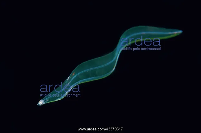 : Leptocephalus Eel Larva : Leptocephalus Eel Larva