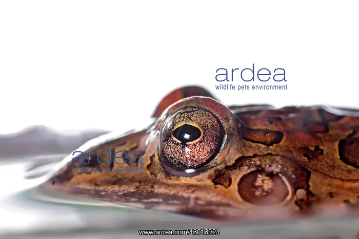 : Leptodactylus fuscus in water isolated on a : Leptodactylus fuscus in water isolated on a