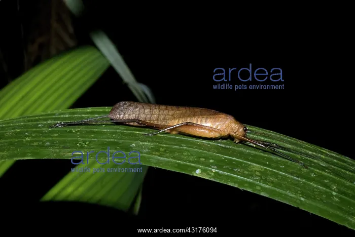 : Leptotettix voluptarius : Leptotettix voluptarius