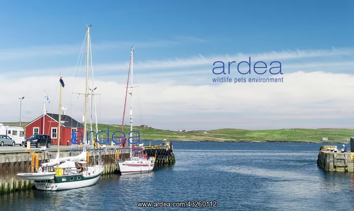 : Lerwick, capital of the Shetland Islands : Lerwick, capital of the Shetland Islands