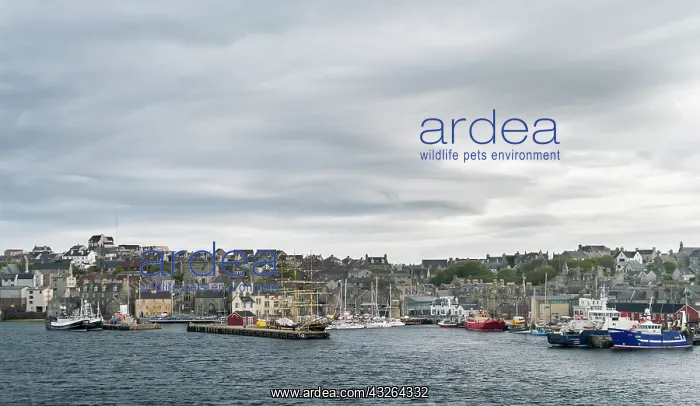 : Lerwick, capital of the Shetland Islands : Lerwick, capital of the Shetland Islands