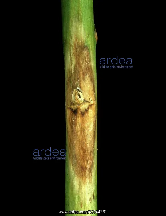 : Lesions on eggplant : Lesions on eggplant