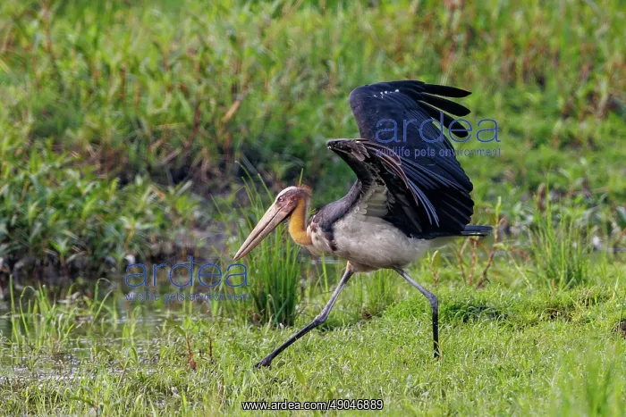 : Lesser adjutant : Lesser adjutant