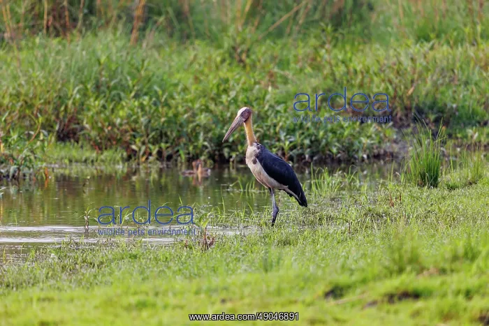 : Lesser adjutant : Lesser adjutant