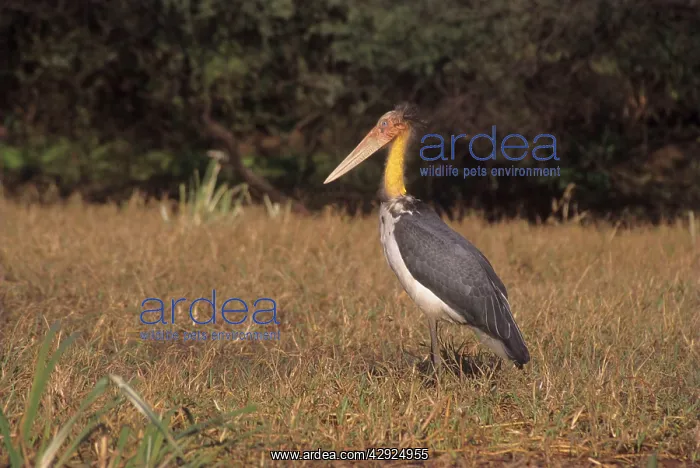 : Lesser Adjutant Stork : Lesser Adjutant Stork