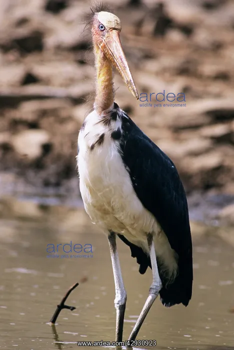 : Lesser Adjutant Stork : Lesser Adjutant Stork