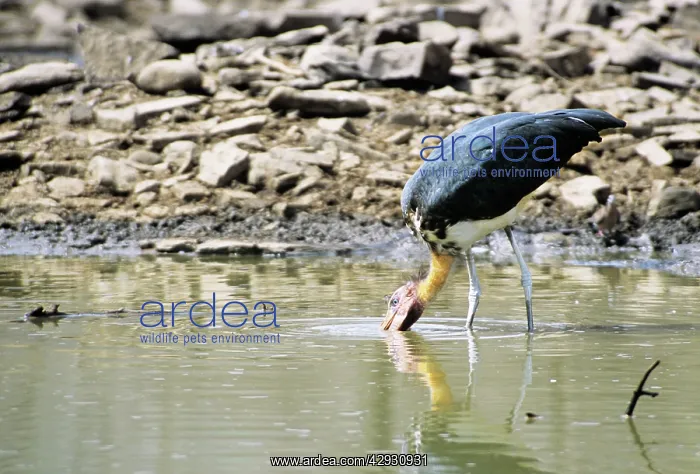 : Lesser Adjutant Stork : Lesser Adjutant Stork