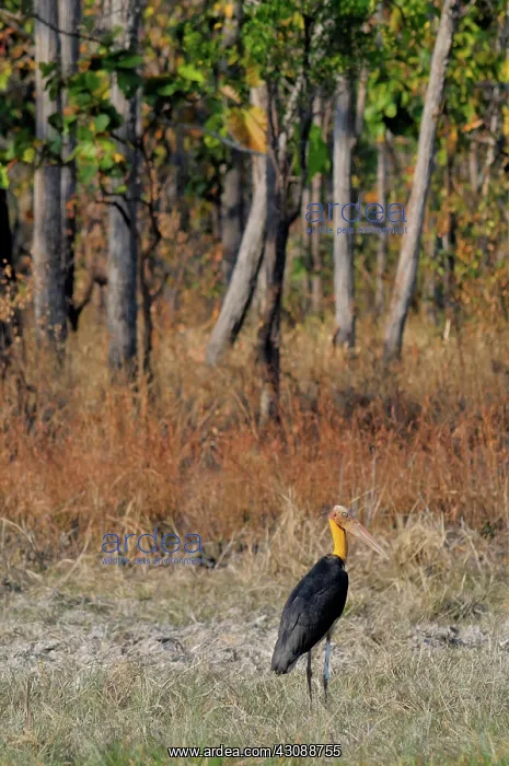: Lesser Adjutant Stork : Lesser Adjutant Stork
