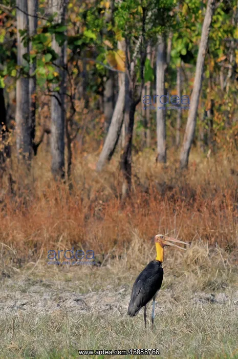 : Lesser Adjutant Stork : Lesser Adjutant Stork