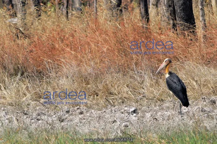 : Lesser Adjutant Stork : Lesser Adjutant Stork