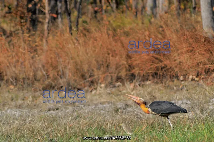 : Lesser Adjutant Stork : Lesser Adjutant Stork