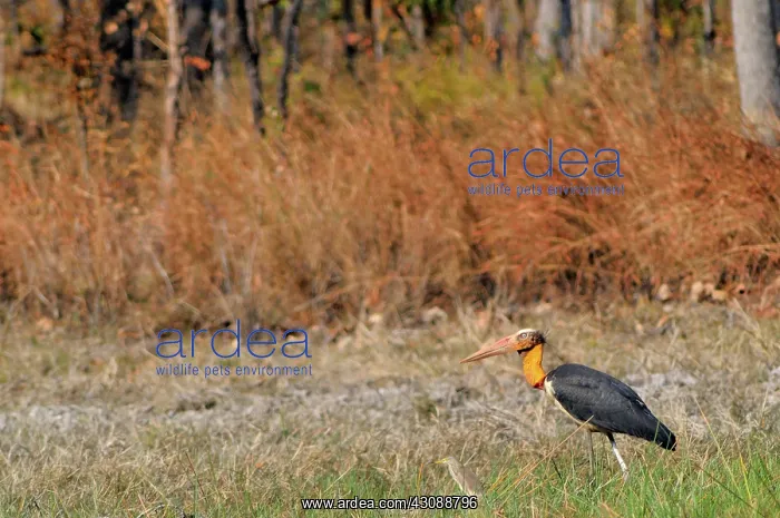 : Lesser Adjutant Stork : Lesser Adjutant Stork
