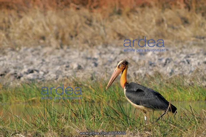 : Lesser Adjutant Stork : Lesser Adjutant Stork