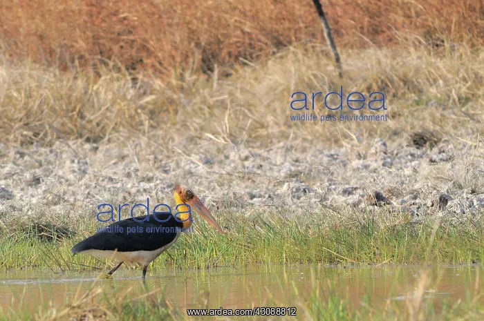: Lesser Adjutant Stork : Lesser Adjutant Stork