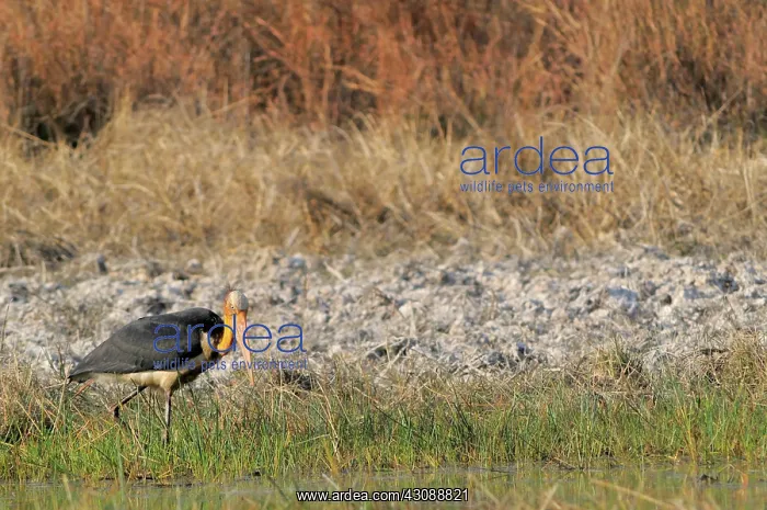 : Lesser Adjutant Stork : Lesser Adjutant Stork