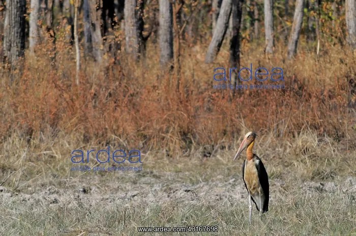 : Lesser Adjutant Stork : Lesser Adjutant Stork