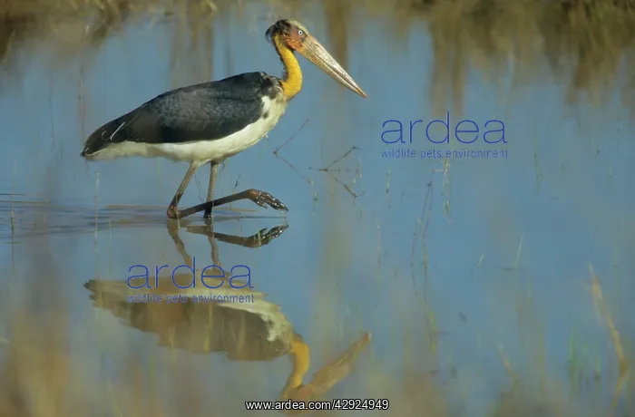 : Lesser Adjutant Stork fishing : Lesser Adjutant Stork fishing