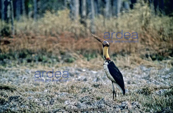 : Lesser Adjutant Stork (Leptoptilos javanicus) : Lesser Adjutant Stork (Leptoptilos javanicus)