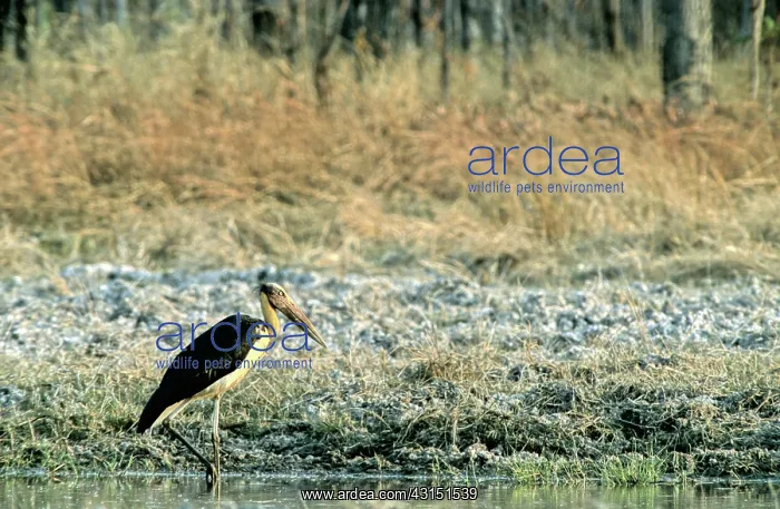 : Lesser Adjutant Stork (Leptoptilos javanicus) : Lesser Adjutant Stork (Leptoptilos javanicus)