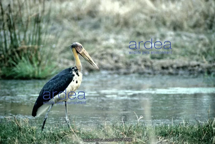 : Lesser Adjutant Stork (Leptoptilos javanicus) : Lesser Adjutant Stork (Leptoptilos javanicus)