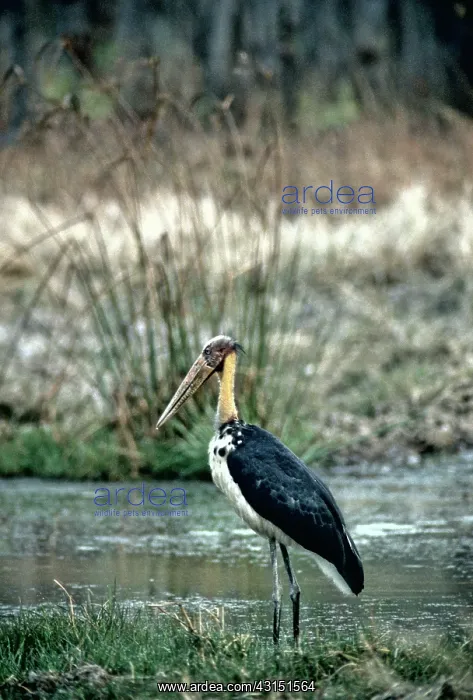 : Lesser Adjutant Stork (Leptoptilos javanicus) : Lesser Adjutant Stork (Leptoptilos javanicus)