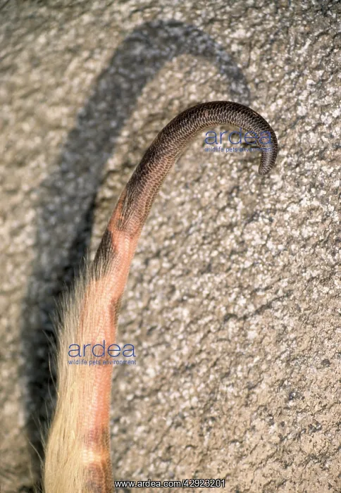 : Lesser Anteater - prehensile tail : Lesser Anteater - prehensile tail